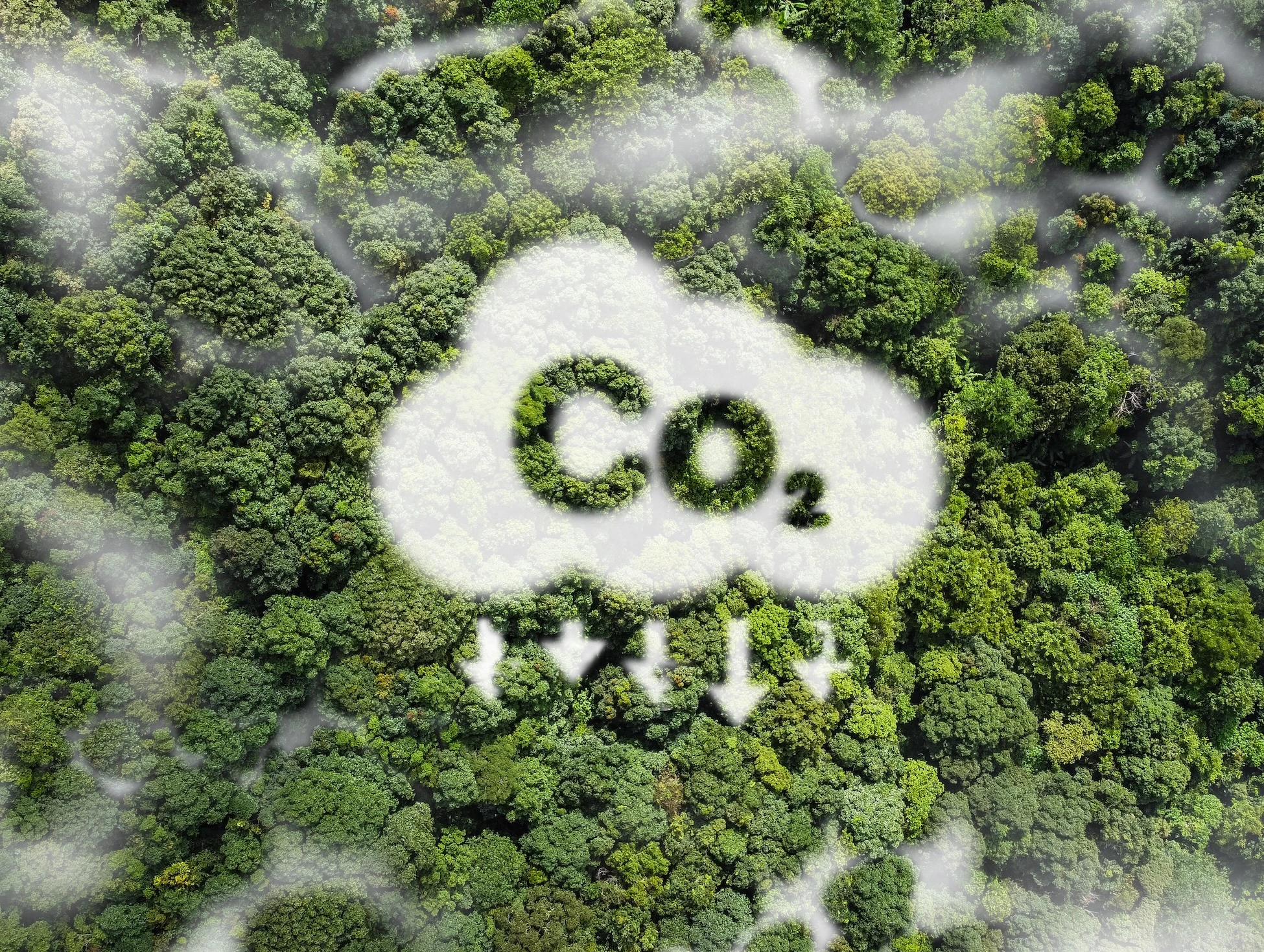 CO2 logo forming a cloud over a rainforest